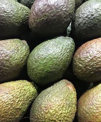 Picture of HASS AVOCADOE
