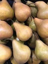 Picture of Beurre Bosc Pear (each)